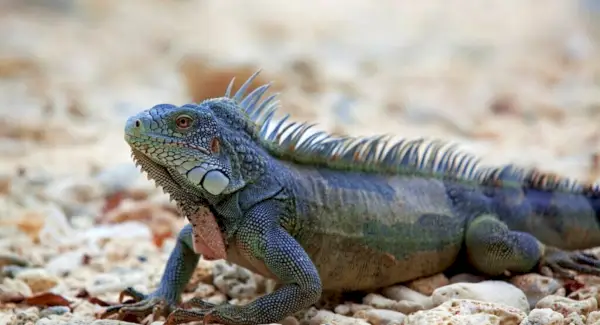 이구아나 토템, 꿈과 메시지