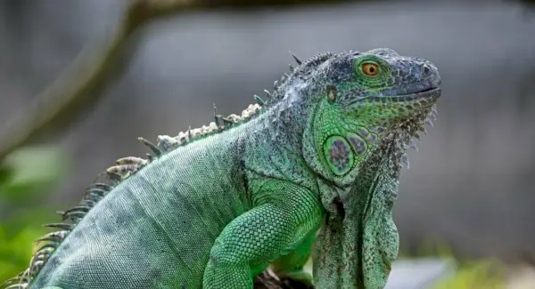 녹색 이구아나 상징, 꿈 및 메시지