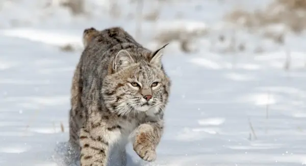 Symbolisme, rêves et messages du Lynx