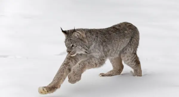 Symbolisme, rêves et messages du Lynx