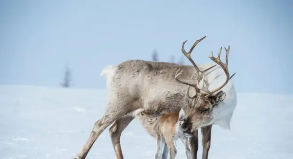 순록의 상징, 꿈, 메시지