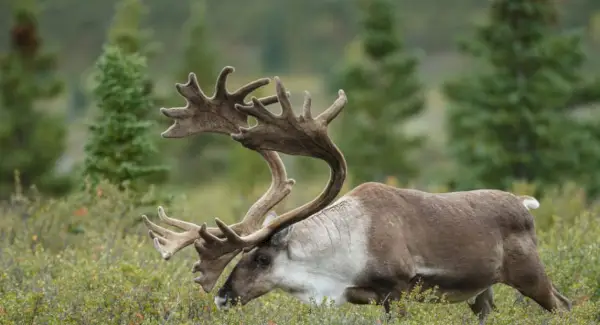 순록의 상징, 꿈, 메시지