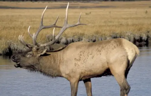 Elk Totem, Elk Dream a zprávy
