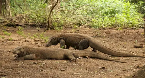 코모도 드래곤 상징, 코모도 드래곤 의미, 코모도 드래곤 토템, 코모도 드래곤 꿈 및 메시지