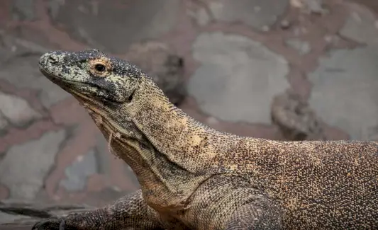 코모도 드래곤 상징, 코모도 드래곤 의미, 코모도 드래곤 토템, 코모도 드래곤 꿈 및 메시지