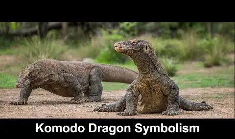 Symbolika varana komodského