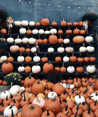 Eine Vielzahl von Kürbissen, die auf einem Markt in Regalen und auf dem Boden ausgestellt sind