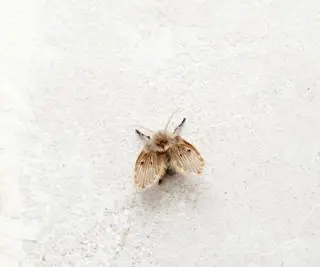 Primo piano di una mosca di scarico su sfondo bianco