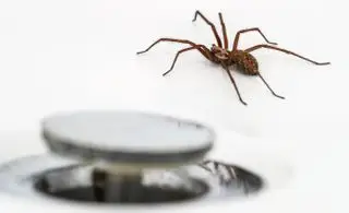 クモを殺さずに自然に遠ざける13の方法