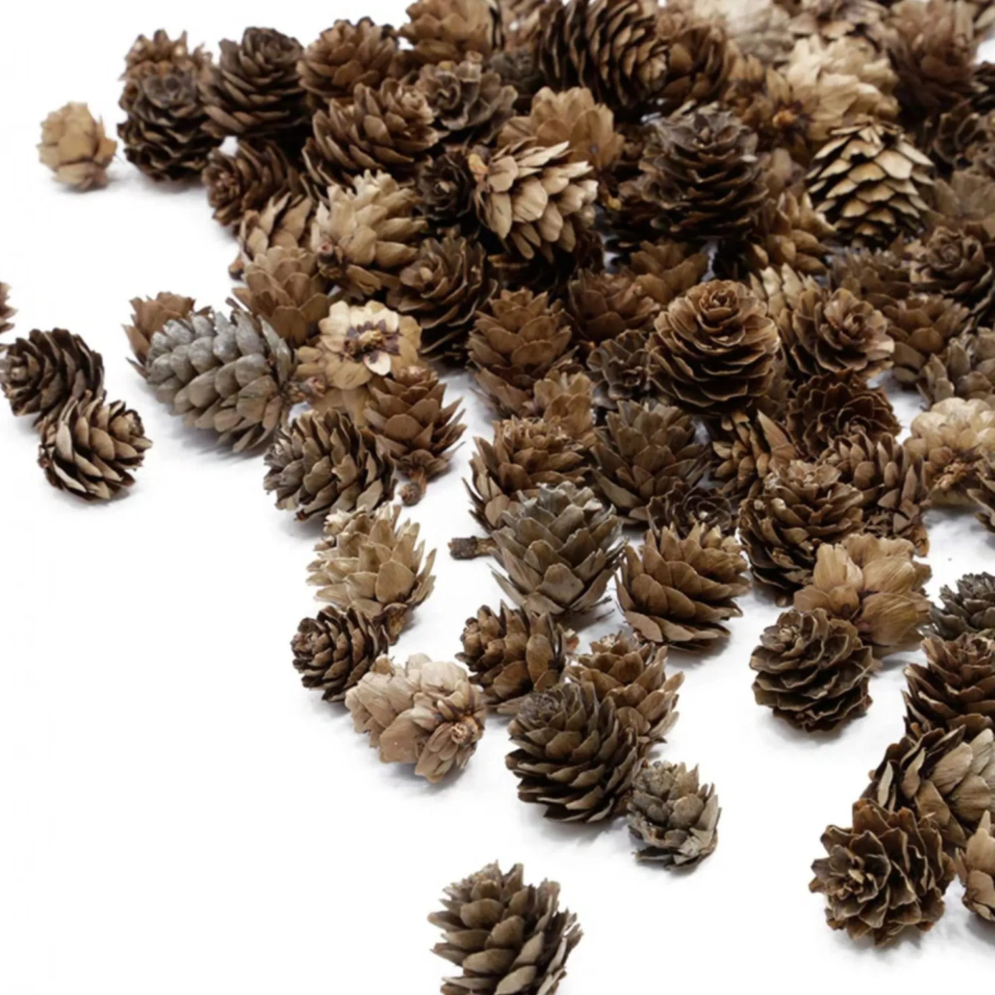 Sæt med miniature fyrrekogler' loading='lazy' title=