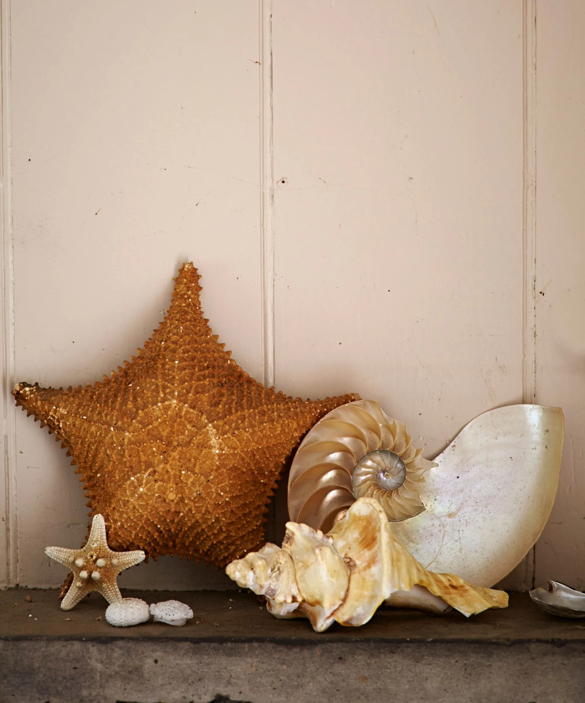 Collection de coquillages sur une étagère' loading='lazy' title=