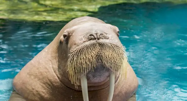 Walross-Symbolik, Träume und Botschaften