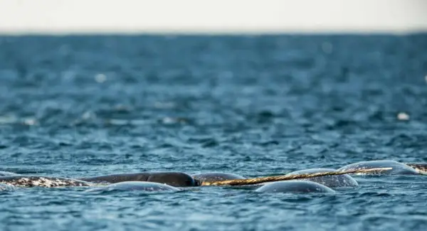 Simbolismo, sonhos e mensagens do Narval