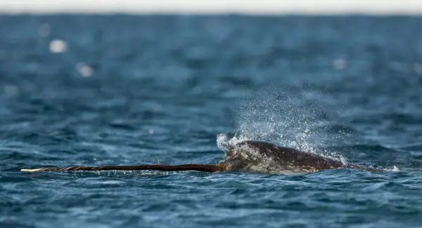 Totem de Narval, Sonhos e Mensagens