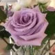 image.php?names=cecilia,f,-,m,cecelia,f,-,m,®ion=us&type=percent&hidekey=0&hidetitle=0
