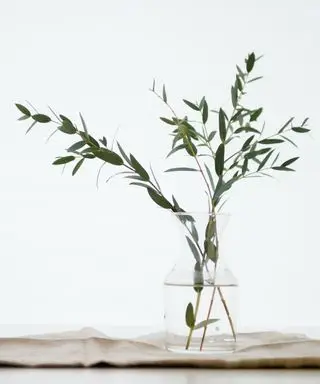 ユーカリの植物