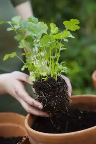 Hvordan dyrke koriander - planting
