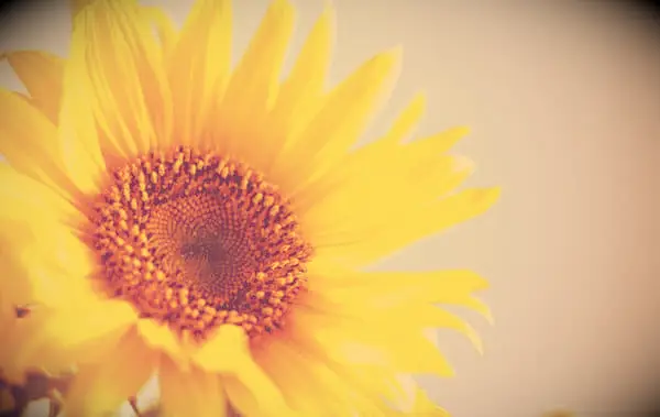 105 citas inspiradoras del domingo por la mañana para un día positivo y menos estresante