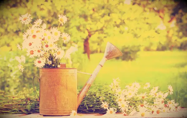 Beautiful flowers in a watering can with a summer garden in the background.