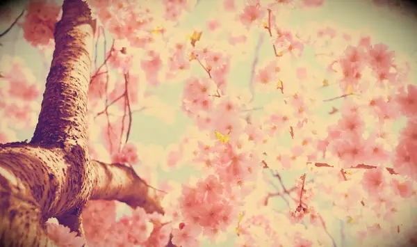 60 kan sitere for å hjelpe deg med å ha en fantastisk vårmåned