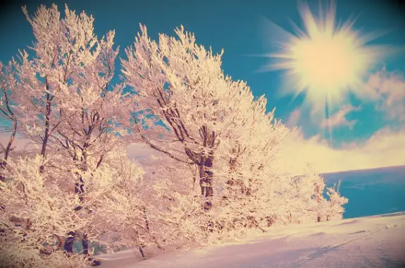 A beautiful snowy winter scene with a bright sun, snowy trees and plenty of snow on the ground.