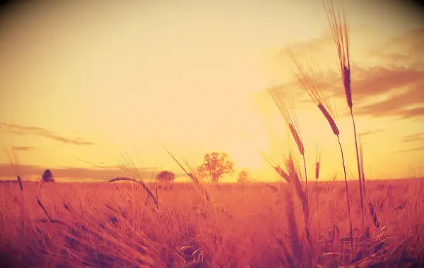 A sunset over a wheat field during summer.