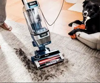 Shark Stratos Upright vysáva vlasy z koberca so psom vedľa neho