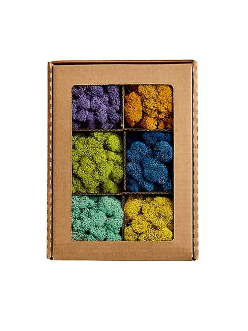 Muschio stabilizzato' title=