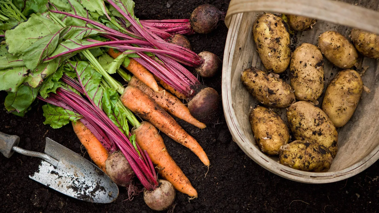 Un raccolto di patate, carote e barbabietole fresche da un orto' loading='lazy' title=