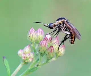 Jak w naturalny sposób pozbyć się komarów w domu – porady ekspertów