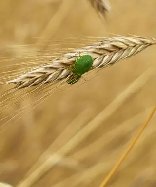 Stinkwanze auf einer Pflanze