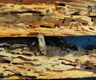 Daños de la hormiga carpintera en la madera