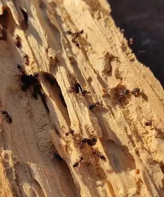Hormiga carpintera en una hoja