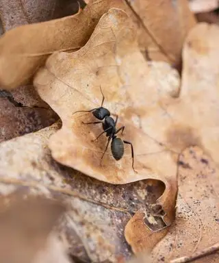 Hormiga carpintera en una hoja