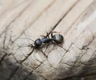hormiga carpintera negra en un tronco