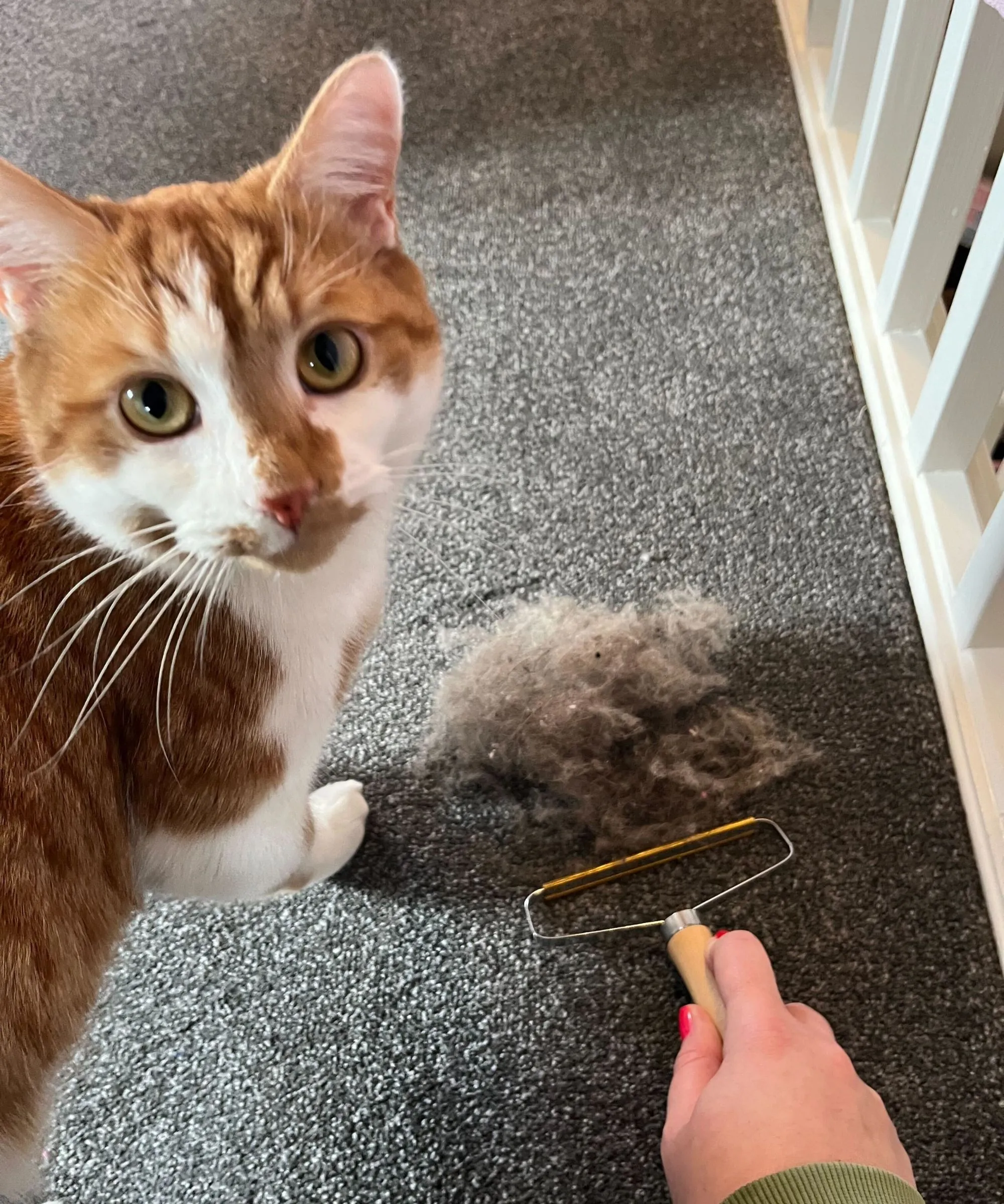 O gato ruivo e branco de Punteha ao lado de um raspador de carpete com uma pilha de pelos de gato e sua mão com esmalte vermelho segurando o raspador sobre um tapete cinza escuro' loading='lazy' title=