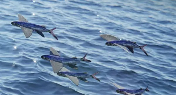 トビウオのトーテム、夢とメッセージ