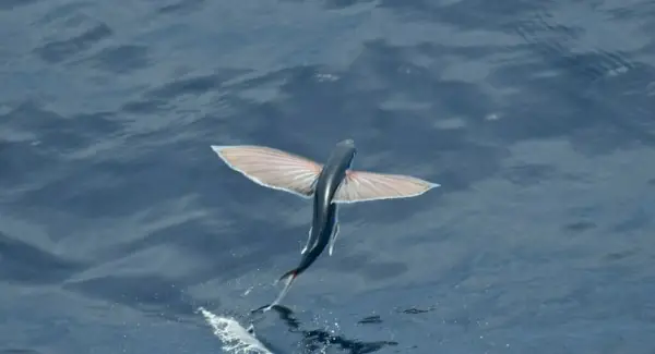 トビウオの象徴性