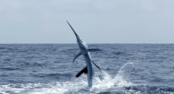 Simbolismo, sueños y mensajes del pez espada