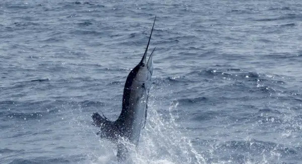 Simbolismo del pez espada