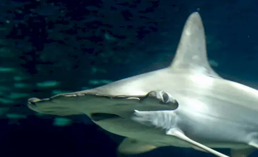 Symbolisme et messages du requin marteau