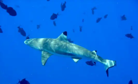 Signification du requin de récif à pointe noire