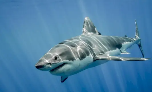 Grand rêve de requin blanc