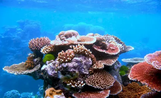 Symbolisme du corail, signification du corail, totem de corail, rêve de corail et messages