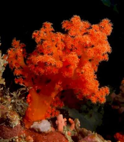 Corail rouge tendre