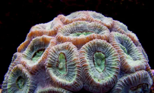 Symbolisme du corail à cerveau fermé, signification du corail, totem de corail, rêve de corail et messages