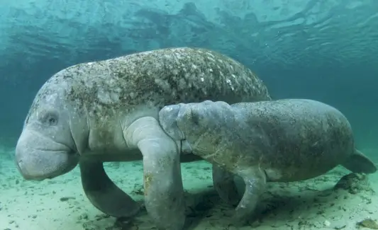 Totem de lamantin, rêve de lamantin et messages