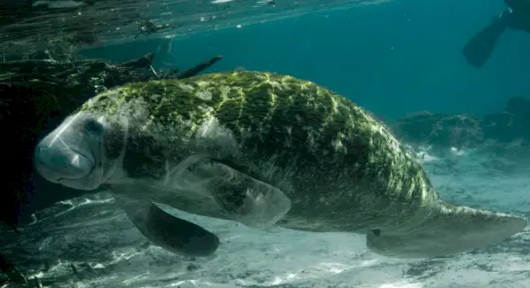 Signification du lamantin