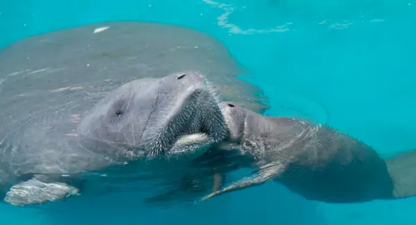 Symbolisme du lamantin