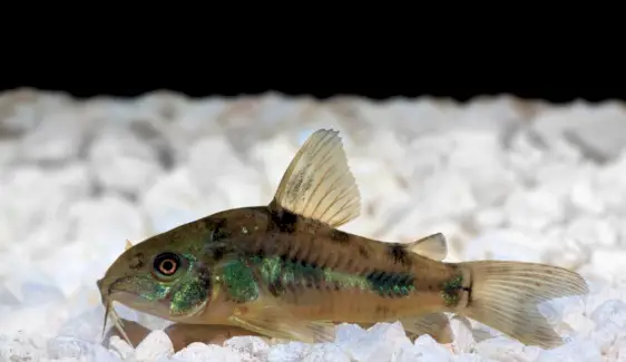 Poisson-chat Pepper Cory, symbolisme du poisson-chat, signification du poisson-chat, totem du poisson-chat, rêve du poisson-chat et messages